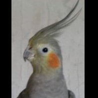 Fluffybirdy