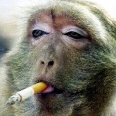 Captainwukong