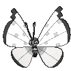 vivillon.gif.29f7d229cd17c9448ad569ae0b59dce8.gif