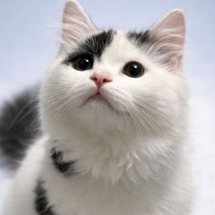 Snowby