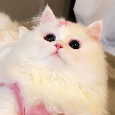 cat.jpg
